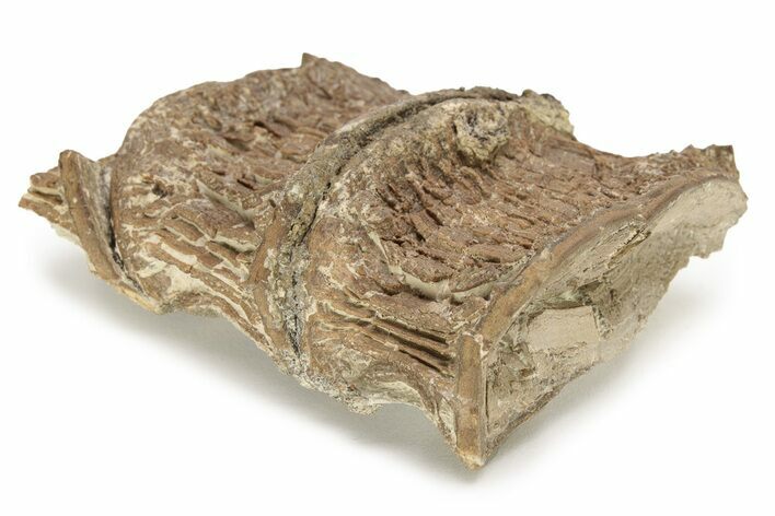 Fossil Xiphactinus (Cretaceous Fish) Vertebrae - Kansas #228305